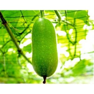 Chiết xuất bí đao (Winter melon extract)