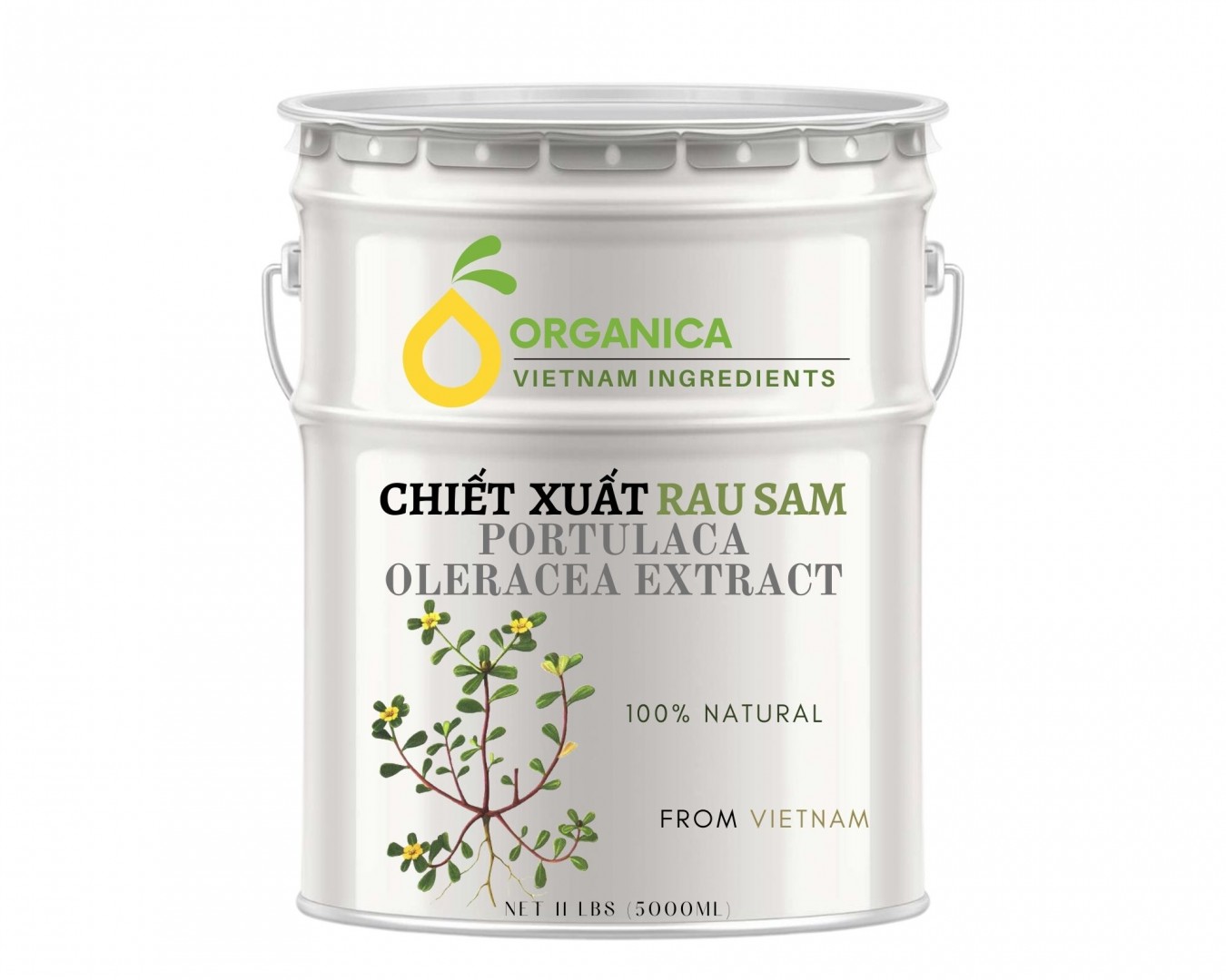 Chiết xuất rau sam (Purslane extract)