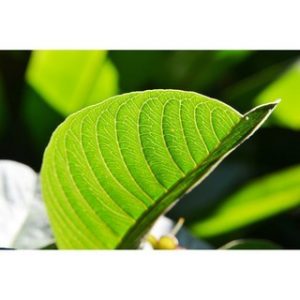 Chiết xuất lá ổi (Guava leaf extract)