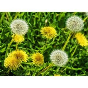 Chiết xuất bồ công anh (Dandelion extract)