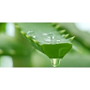 Chiết xuất nha đam (Aloe vera extract)