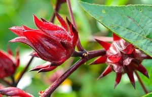 Chiết xuất hoa atiso đỏ (Roselle flower extract)