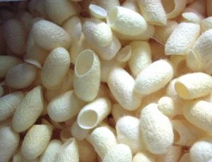 Chiết xuất kén tằm (Silkworm Cocoon Extract)