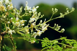 Chiết xuất lá chùm ngây (Moringa oleifera extract)