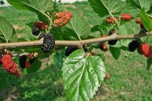 Chiết xuất lá dâu tằm (Mulberry leaf Extract)