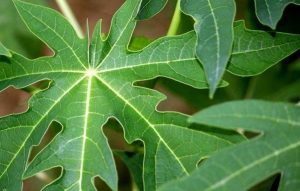 Chiết xuất lá đu đủ (Papaya leaf extract)