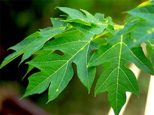 Chiết xuất lá đu đủ (Papaya leaf extract)