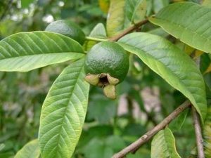 Chiết xuất lá ổi (Guava leaf extract)