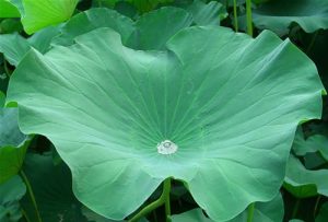 Chiết xuất lá sen (Lotus leaf extract)