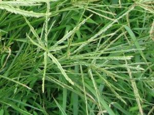 Chiết xuất mần trầu (Goose grass extract)