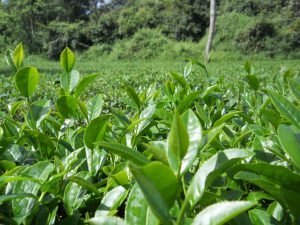 Chiết xuất trà xanh (Green tea leaf extract)