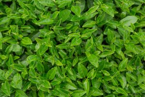 Chiết xuất trà xanh (Green tea leaf extract)