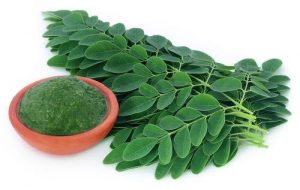 Chiết xuất lá chùm ngây (Moringa oleifera extract)