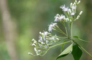 Bột cây bớp bớp (Chromoleana Odorata Powder)