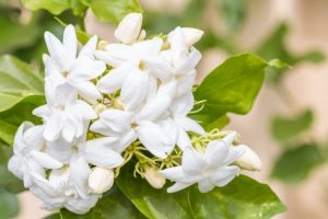 Bột hoa nhài (Jasmine Flower Powder)