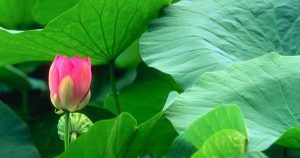 Bột lá sen (Lotus Leaf Powder)