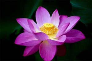 Nước Hoa Sen (Lotus Flower Hydrosol)