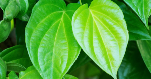 Tinh Dầu Trầu Không