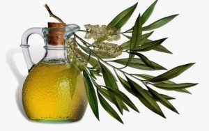 Tinh Dầu Khuynh Diệp (Eucalyptus Radiata Essential Oil)