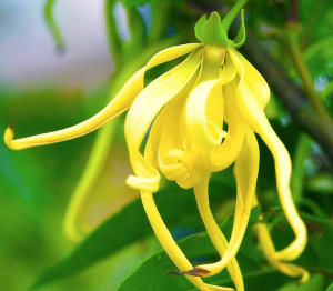 Tinh Dầu Ngọc Lan Tây (Ylang Essential Oil)